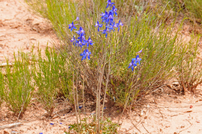 Delphinium scaposum, Tall Mountain Larkspur